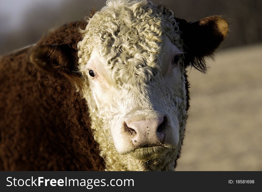 Cow in pasture with head facing forward