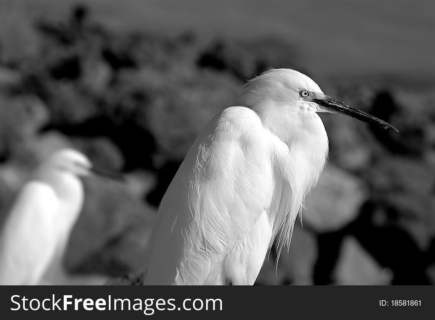 Pair Of Egrets Looking Over Rocky Shore