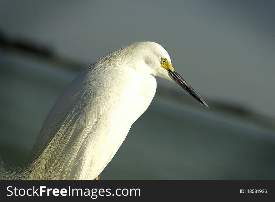 White Egret Overlooking Ocean