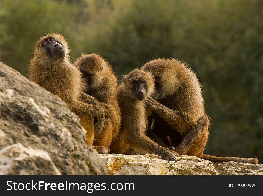 A baboon family making some inspection