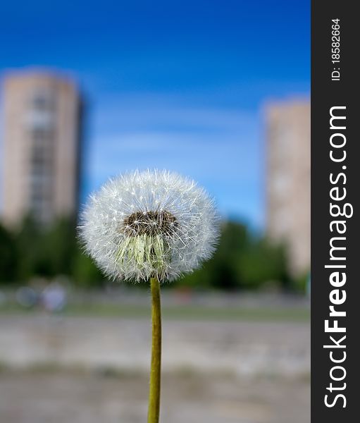 Dandelion in the city and blue sky