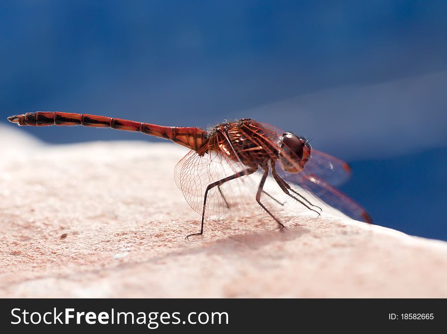 Red Dregonfly Close Up