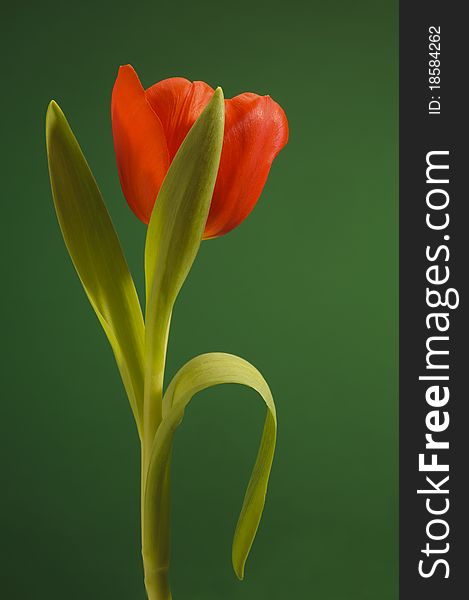 Easter tulip flower isolated on green background