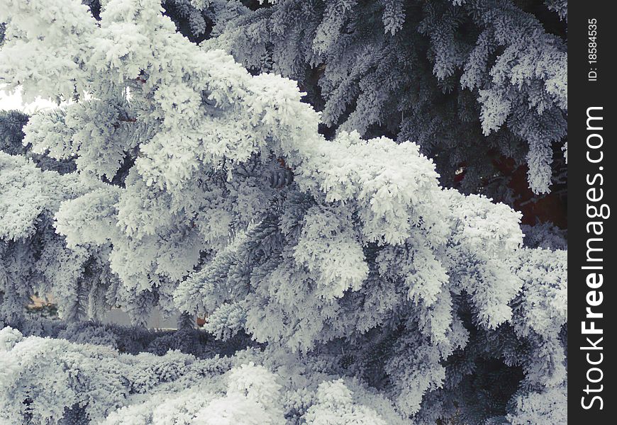 The branches of pine are covered with hoarfrost. The branches of pine are covered with hoarfrost