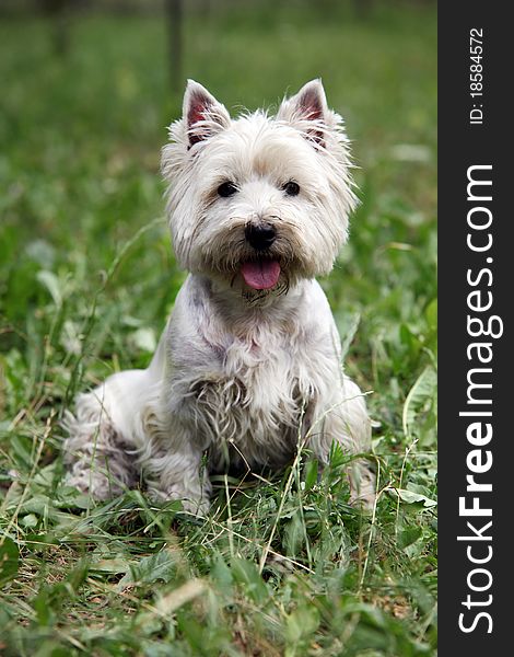 Cute West Highland White Terrier sitting on the grass. Cute West Highland White Terrier sitting on the grass