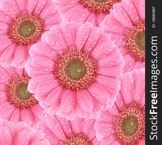 Flower background: Pink Gerbera covered with drops of water. Flower background: Pink Gerbera covered with drops of water