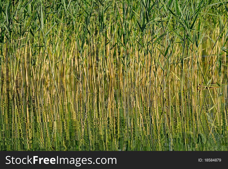 Reed in the lake