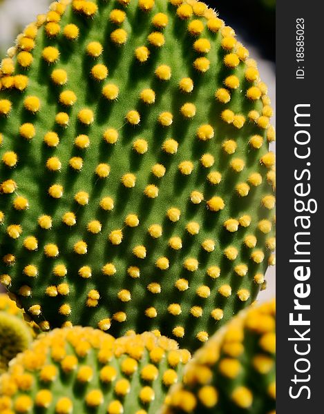 Cactus Closeup