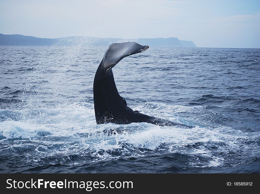 A whale in St. John's Canada. A whale in St. John's Canada
