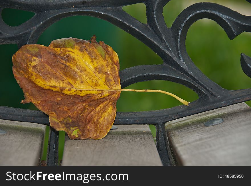 Shot of yellow and brown leaf against the edge of a park bench on an autumn day. Shot of yellow and brown leaf against the edge of a park bench on an autumn day.