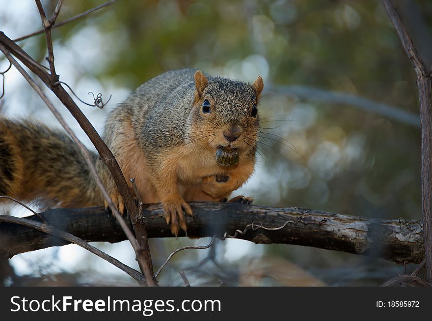 Shot of squirrel with a nut in it's mouth and one in it's paw while holding on to a tree's branch on an autumn day. Shot of squirrel with a nut in it's mouth and one in it's paw while holding on to a tree's branch on an autumn day.
