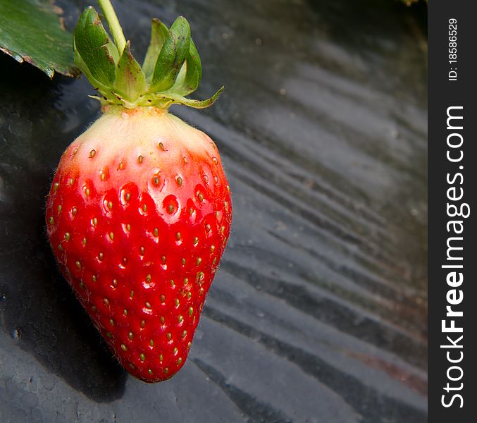 Fresh strawberry in the garden. Fresh strawberry in the garden