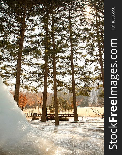 Nami Island with snow in Winter. Nami Island with snow in Winter