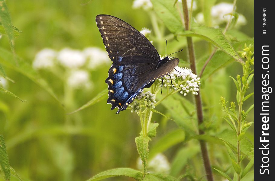 Blue swallowtail butterfly on pretty white blossoms
