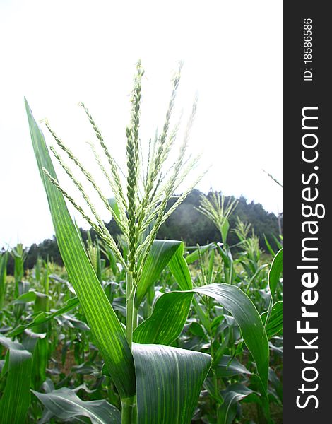 A field of Corn with the sky. A field of Corn with the sky