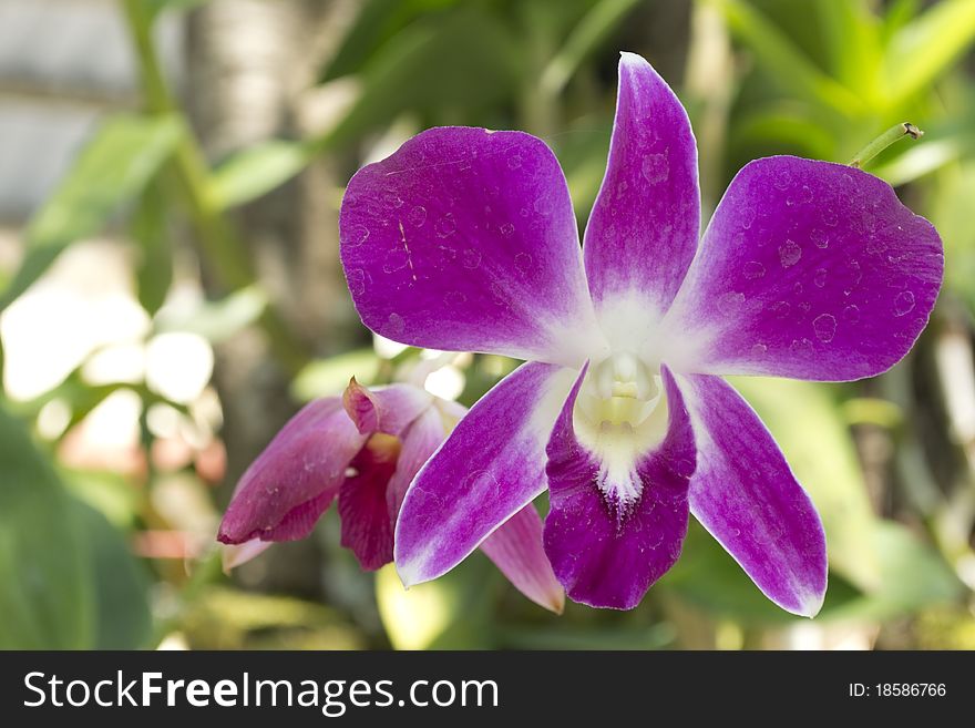 Orchid flower with one dead.