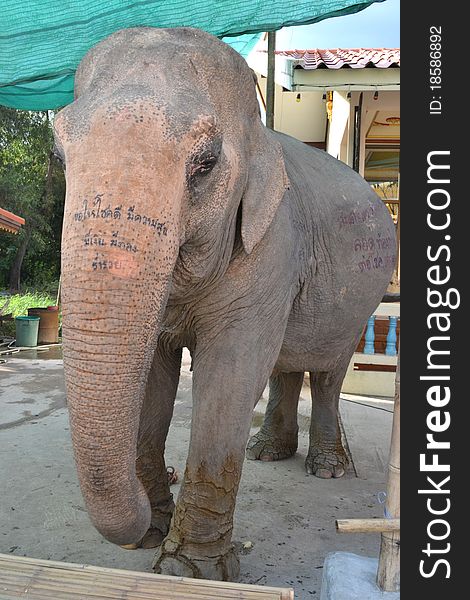 Old female elephant in Thailand. Old female elephant in Thailand.