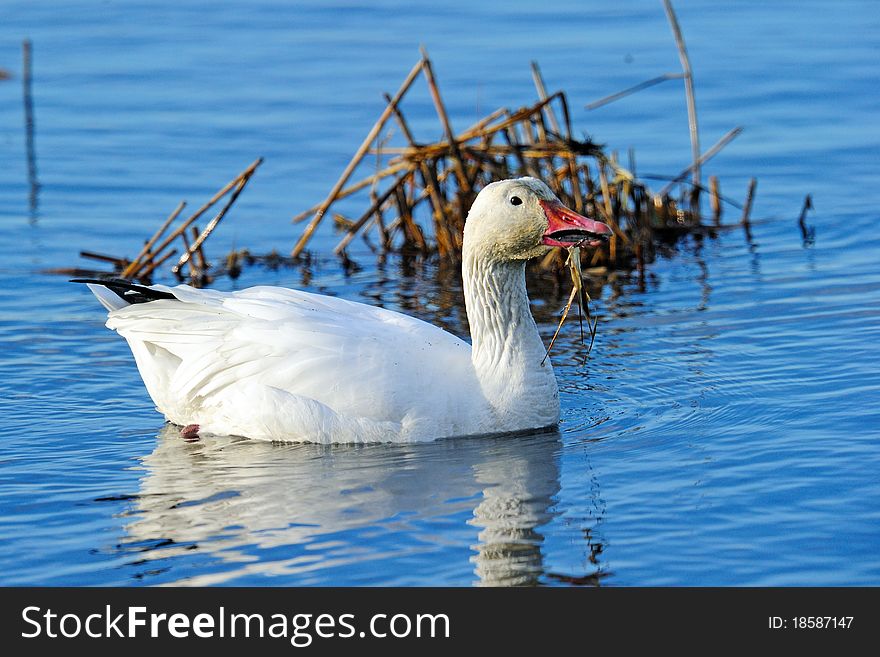 Snow Goose