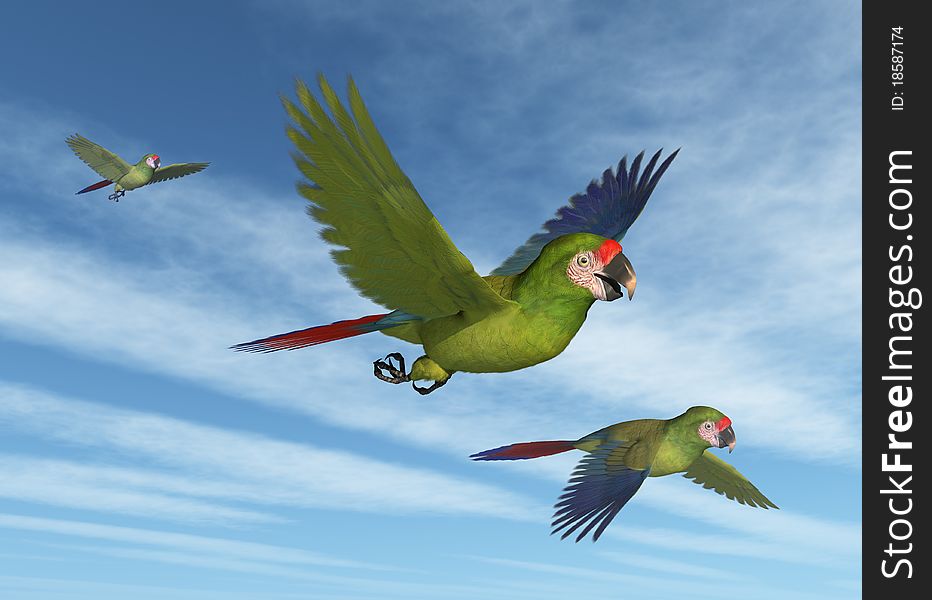 Military Macaws In Flight