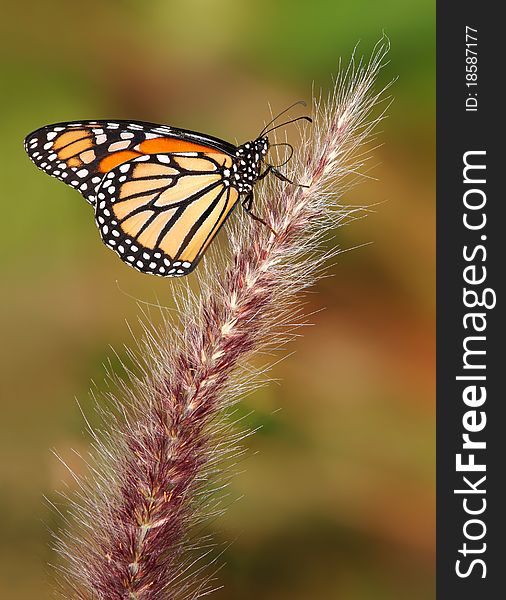 Monarch Butterfly Hanging On An Ornamental Grass Seedhead, Danaus plexippus