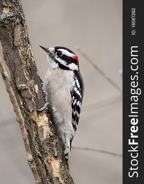 A Bird, The Downy Woodpecker, Clinging To A Tree, Picoides pubescens