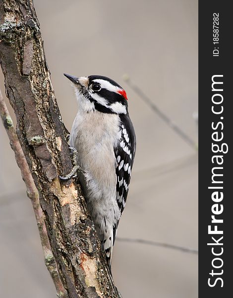 Downy Woodpecker