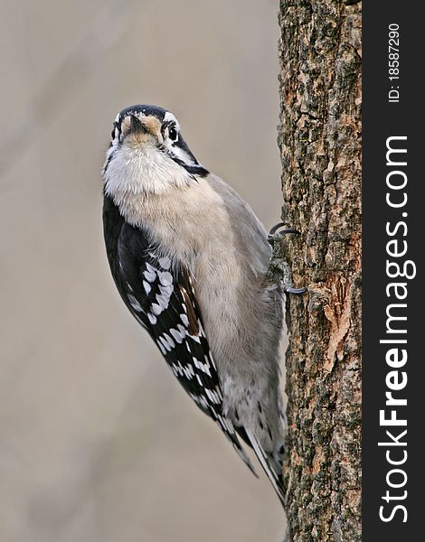 A Bird, The Downy Woodpecker, Striking A Curious Pose, Picoides pubescens