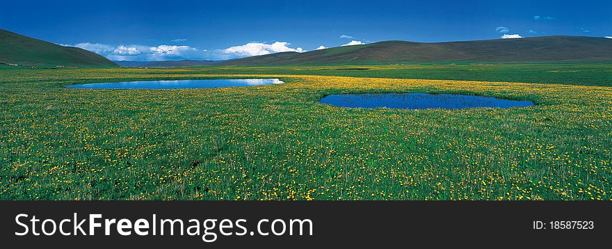 Blue sky green meadow, view in Tibet
