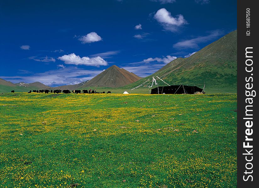 The tibetan people' s living in the meadow. The tibetan people' s living in the meadow