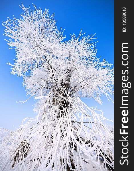 Winter landscape with frosted trees. Winter landscape with frosted trees.