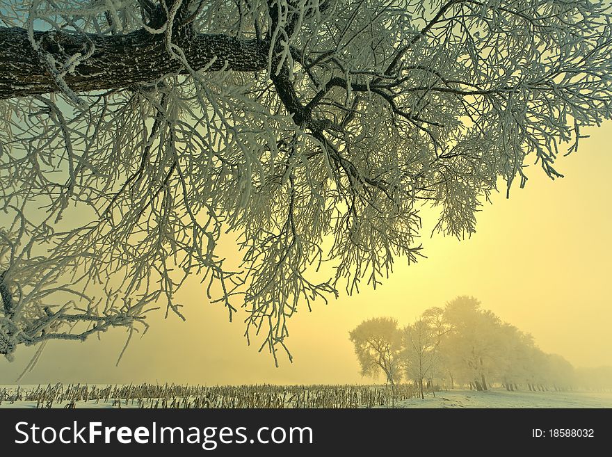 Winter Tree