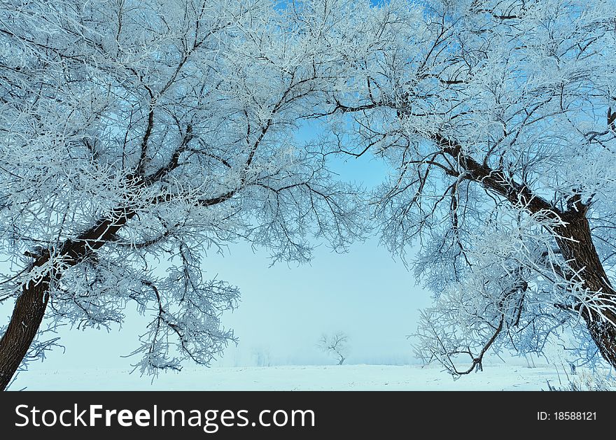 Winter landscape with frosted trees. Winter landscape with frosted trees.