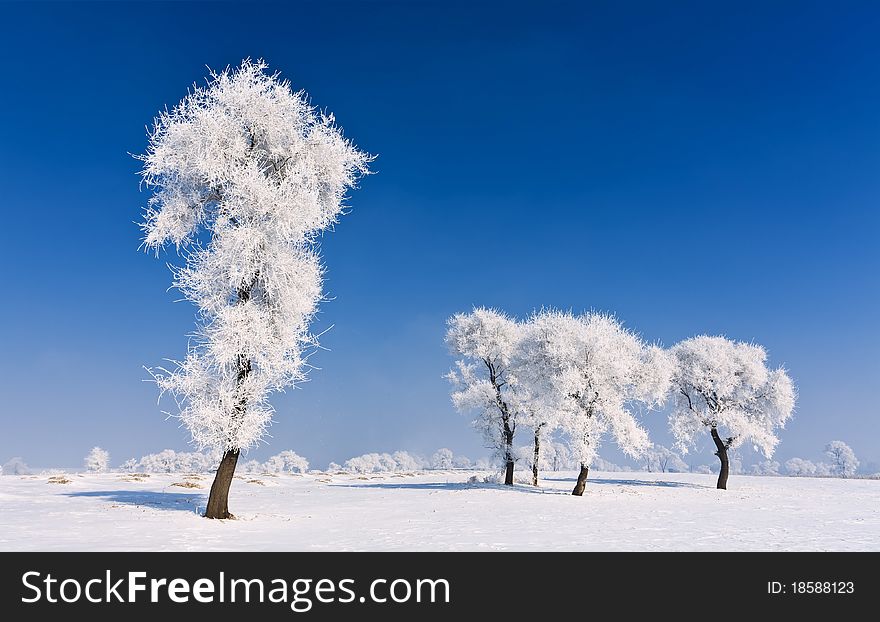 Winter landscape with frosted trees. Winter landscape with frosted trees.