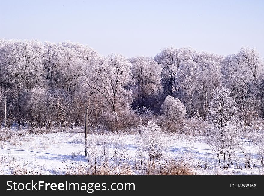 Trees winter landscape forest snow cold