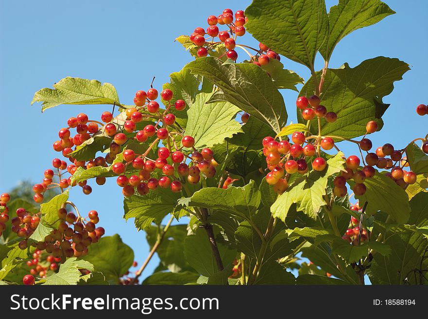 Guelder-rose branch arrowwood berry red fruit tree