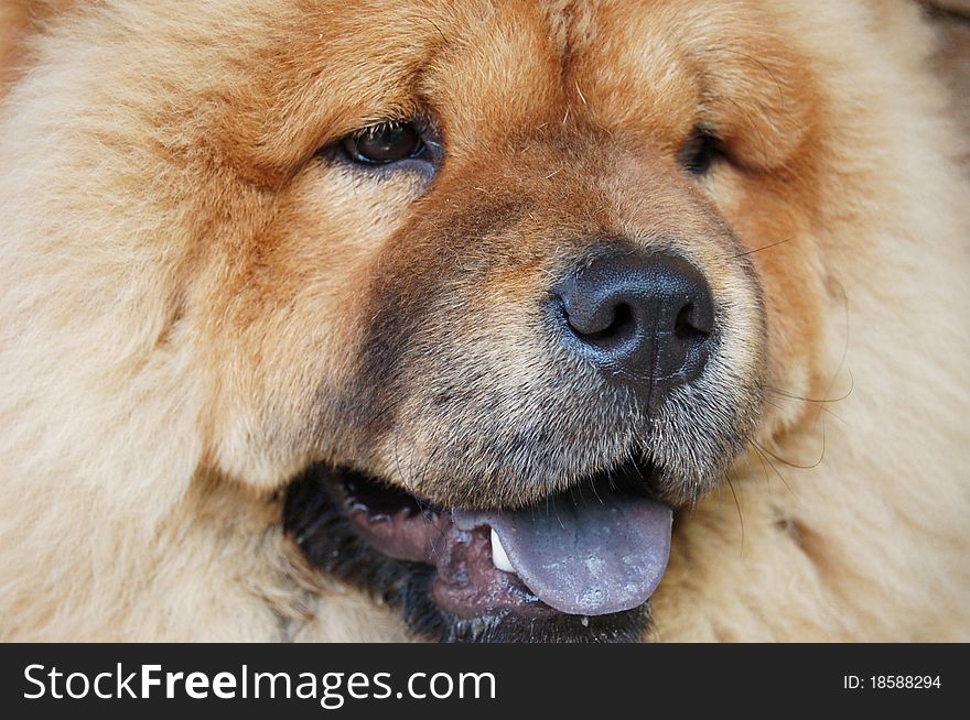 Pets dog chow-chow purebred animal softness. Pets dog chow-chow purebred animal softness