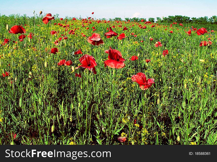 Poppies meadow green red flower