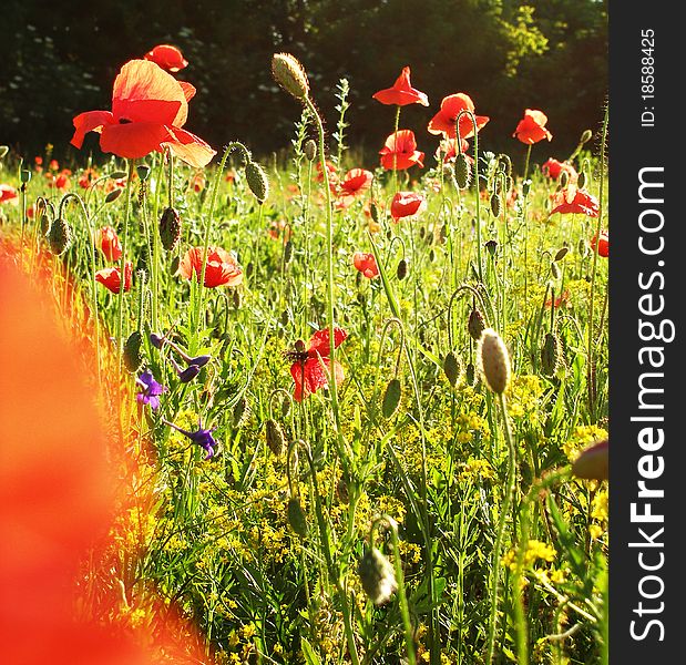 Landscape - poppy's field, green grass