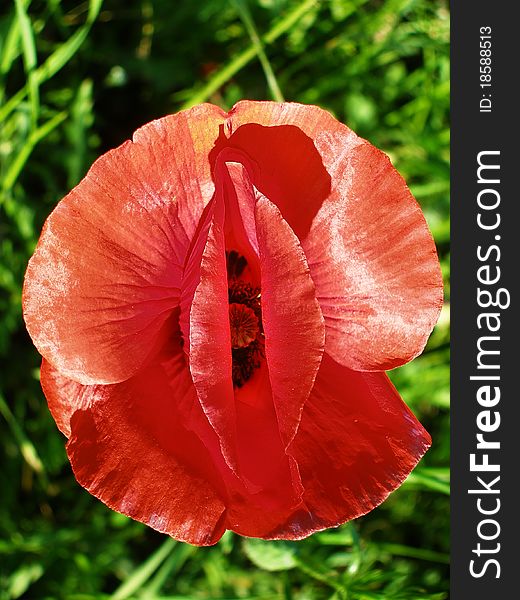 Poppy flower red petal on green