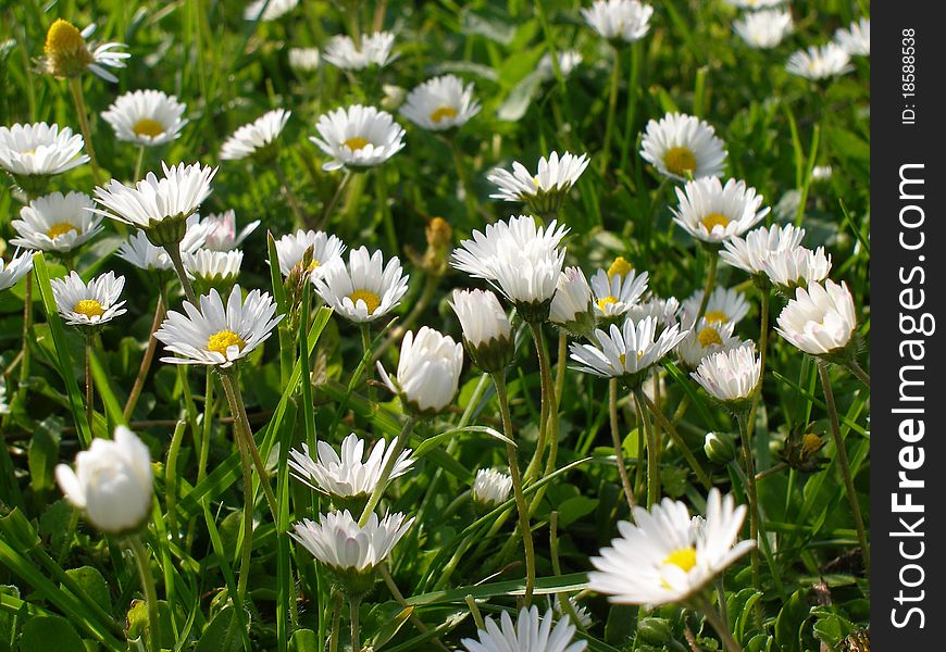 Meadow With Flowers