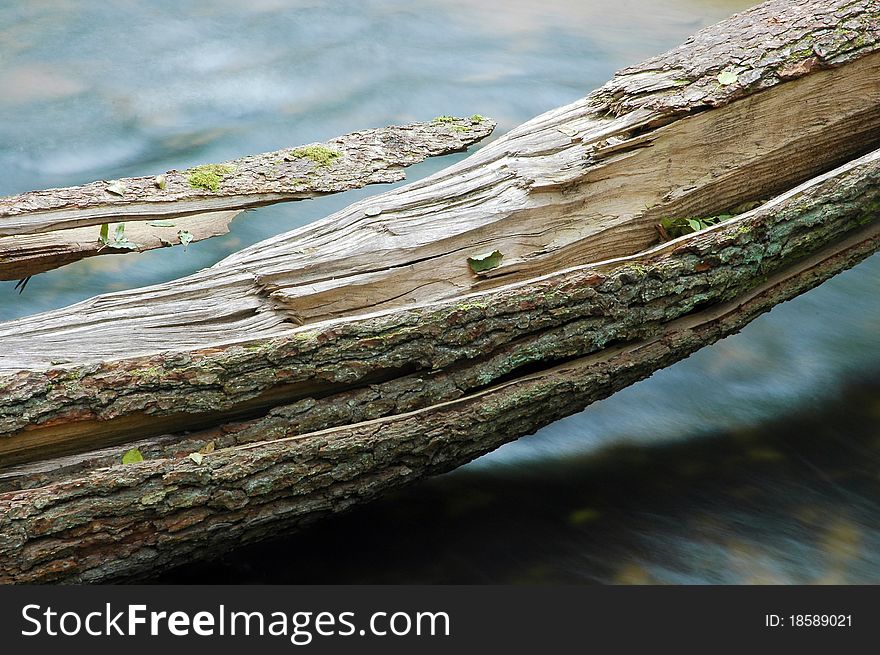 Tree trunk over water