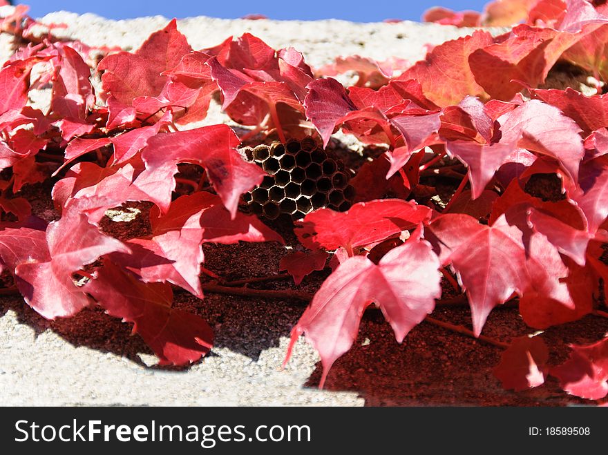 Leaves Of Ivy