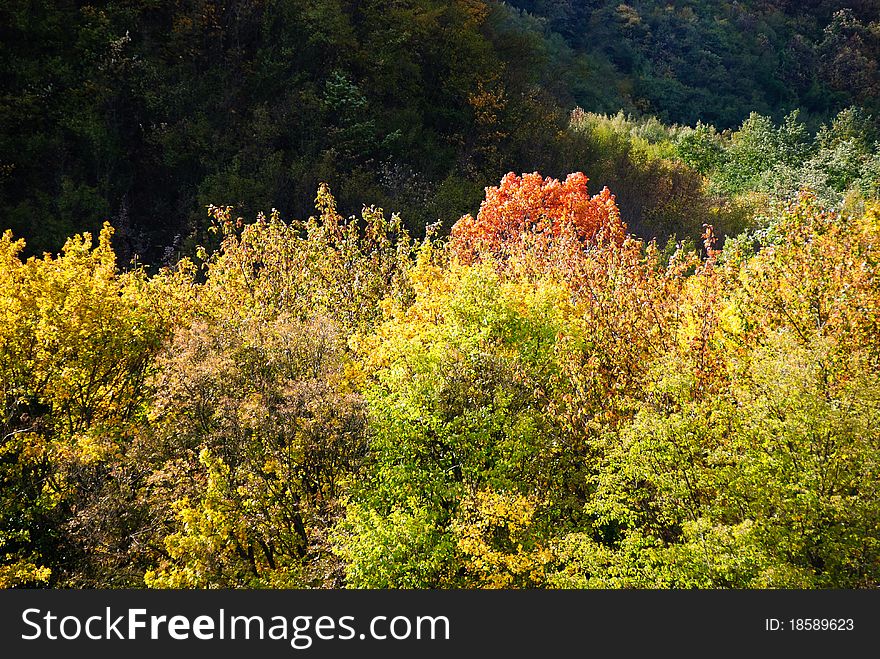 Trees with autumn colors in Genoa