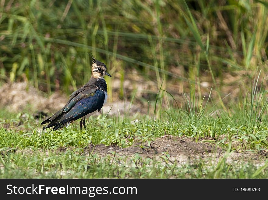 Northern Lapwing (Vanellus vanellus) in Danube Delta