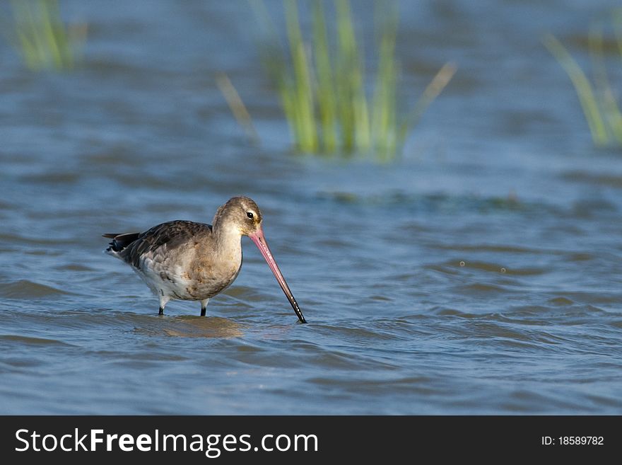 Black Tailed Godwit (Limosa limosa) in shallow water