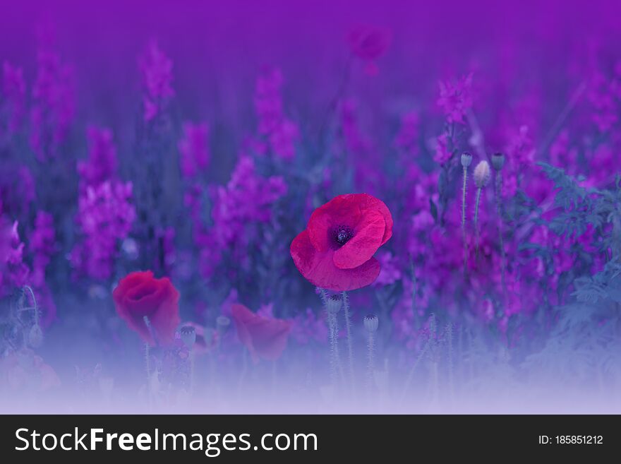 Beautiful Blue Nature Background.Abstract Wallpaper.Macro Photography.Floral Art Design.Field Of Poppies.Summer Poppy Flowers.