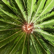Palm Leaves In Sun Light Royalty Free Stock Image