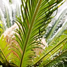 Palm Leaves In Sun Light Royalty Free Stock Photography Palm Leaves In Sun Light Royalty Free Stock Photography