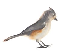 Free Tufted Titmouse, Baeolophus Bicolor, Isolated Stock Photo - 18592240