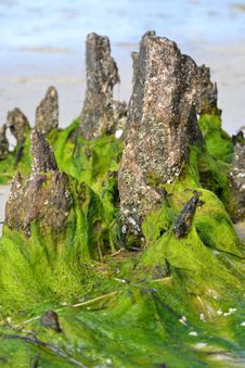 Seaweed On Tree Stump Royalty Free Stock Photography